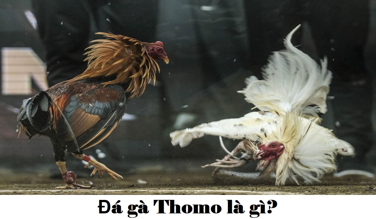 Đá gà trực tiếp Thomo là gì Thủ thuật chơi đá gà luôn thắng